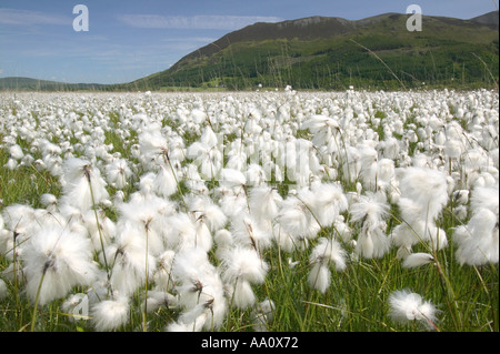 Cotton grass growing around Bassenthwaite lake with Skiddaw in the back ground Lake district Stock Photo