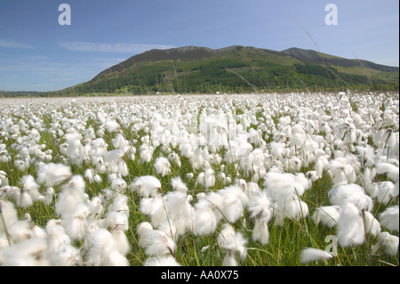 cotton Grass growing around Bassenthwaite lake with Skiddaw in the back ground Lake district Stock Photo