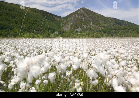 Cotton Grass growing at the head of Bassenthwaite with Barf in the background Lake district Stock Photo