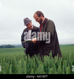 Farmer and advised in discussion in a wheat field in ear Stock Photo