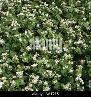 Alternative grain crop buckwheat Fagopyrum esculentum flowering Stock Photo