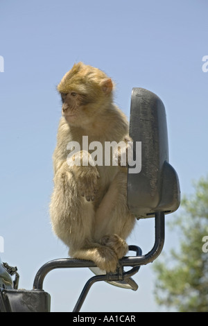A young Barbary Macaque sitting on a wing mirror on a tourist coach on the rock in Gibraltar Stock Photo