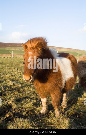 dh  SHETLAND PONY UK Piebald chesnut and white Shetland pony in field small animal pedigree livestock one scotland Stock Photo