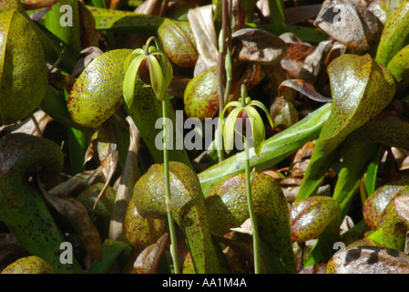 Darlingtonia californica cobra lily in bloom Stock Photo