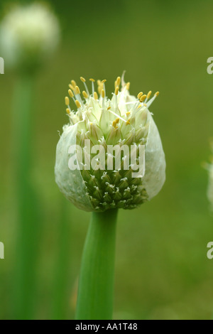 zwiebeln im garten onions in the garden Stock Photo Alamy