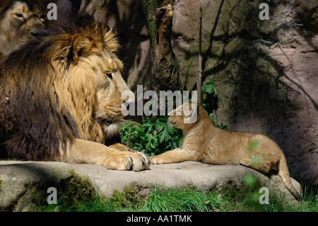 Portrait of Lion and Cub Stock Photo