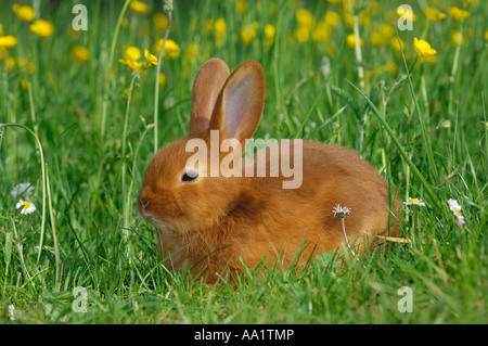 Rabbit in Grass Stock Photo