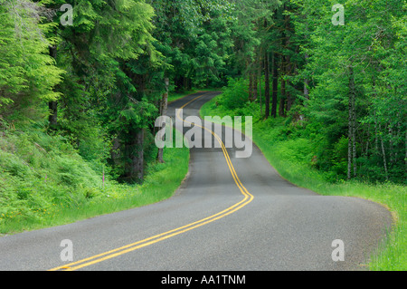 Road Winding Through Hoh Rain Forest, Olympic National Park, Washington, USA Stock Photo