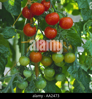 Ripening tomatoes Gardeners Delight in the greenhouse Stock Photo