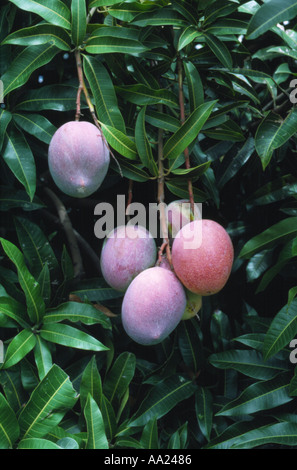 Mango Mangifera indica fruit variety Sensation ripe on the tree South Africa Stock Photo