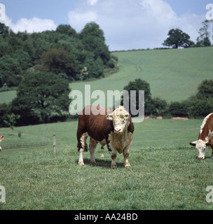 Brown cows in Herefordshire field Stock Photo - Alamy