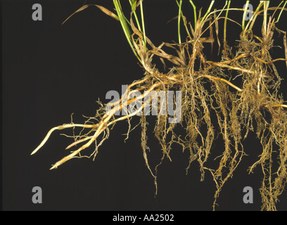 Couch grass Agropyron repens creeping rhizomes of this serious grass weed Stock Photo