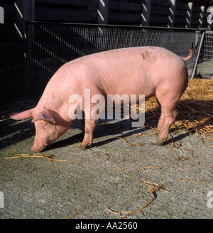 A large white pig finisher in an outdoor pen Stock Photo