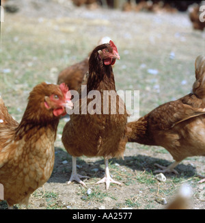 Free range chickens in farm egg laying unit Stock Photo
