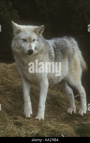 Grey Wolf Canis lupus Stock Photo