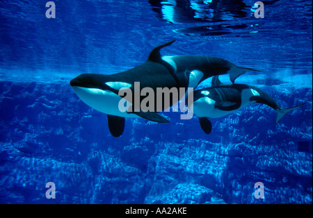 MF 441 Orca Whales, Orcinus orca, mother and calf in aquarium. Photo Copyright Brandon Cole Stock Photo