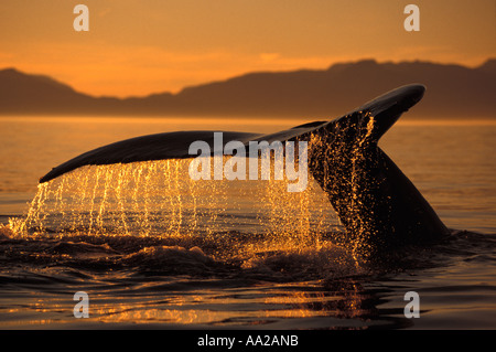 mi65 Humpback Whale tail flukes, Megaptera novaeangliae. Alaska USA Pacific Ocean Photo Copyright Brandon Cole Stock Photo