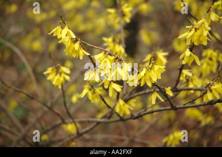 Korean Forsythia Forsythia ovata nakai Stock Photo