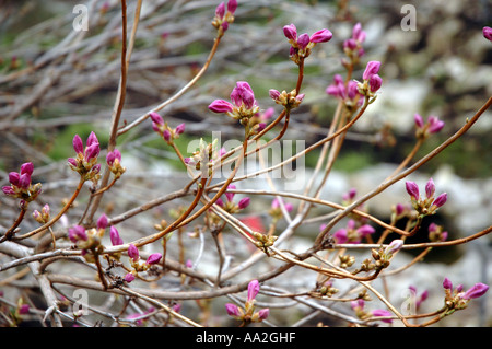 Rhododendron Mucronulatum Snow Azalea flower also called Korean rhododendron Stock Photo