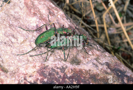 Green Tiger Beetles, Cicindela campestris. Couple mating Stock Photo