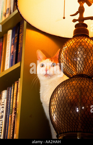 Domestic Cat Sitting on a Bookshelf Under Lamplight Stock Photo