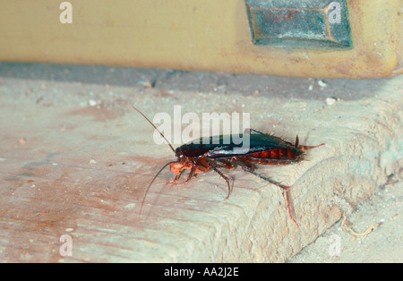 Common Cockroach, Blatta orientalis. Eating on kitchen Stock Photo