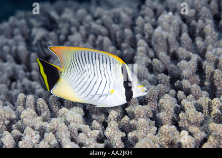 Adult Chevroned butterflyfish, Chaetodon trifascialis swimming above acropera coral Stock Photo