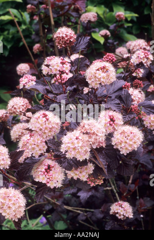 Physocarpus opulifolius Lady in Red Stock Photo