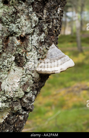 dh Tinder Bracket fungus FUNGI UK Fomes fomentarius on tree trunk bark in Caledonian Forest wood Stock Photo
