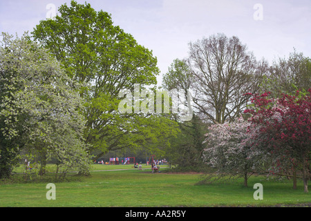 Trees on Gerrards Cross Common Park at Gerrards Cross UK Stock Photo