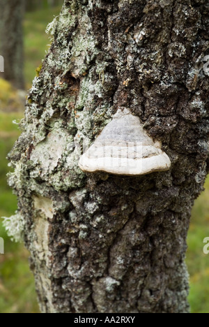 dh Tinder Bracket fungus FUNGI UK Fomes fomentarius on tree trunk bark in Caledonian Forest uk wood Stock Photo