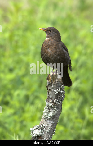 Eurasian Blackbird Turdus meruls adult female perched on a lichen covered branch Todwick, South Yorkshire, England Stock Photo