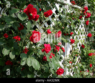 Red Rose Trellis Stock Photo