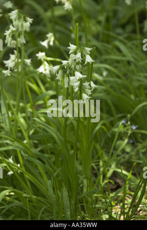 Three cornered leek allium triquetrum naturalised in dappled woodland glade Somerset UK May Stock Photo