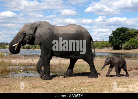 Mother and Baby Elephants Chobe River Chobe National Park Botswana Southern Africa Stock Photo
