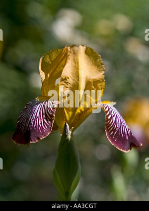 Iris Stock Photo