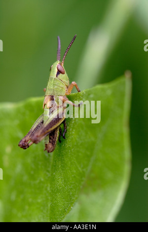 Chorthippus parallelus, Meadow Grasshopper Stock Photo