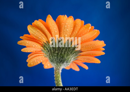 an orange gerberra shot from the back against deep blue background Stock Photo