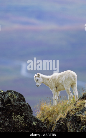 Dall sheep lamb overlooking the Dempster Highway Yukon Territory Canada Stock Photo