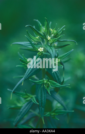 lithospermum officinale gromwell boraginaceae Stock Photo