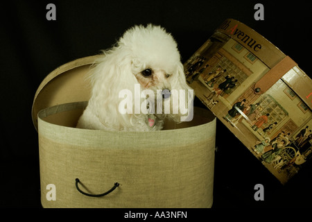 Toy Poodle, Seattle Washington USA Stock Photo