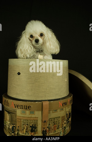 Toy Poodle, Seattle Washington USA Stock Photo