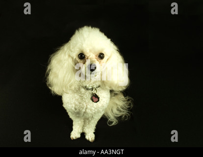 Toy Poodle, Seattle Washington USA Stock Photo