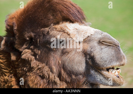 Bactrian Camel chewing cud Stock Photo