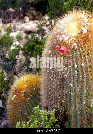 Denmoza rodacantha cacti in Mendoza Puna in Western Argentina Stock Photo