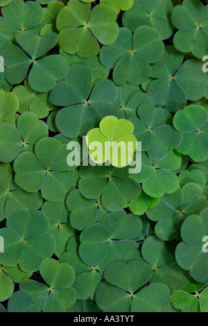 A Carpet of Clover (Trifolium) in the Forest Stock Photo