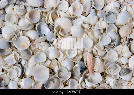 Shell Beach in the Shark Bay Area, Western Australia Stock Photo