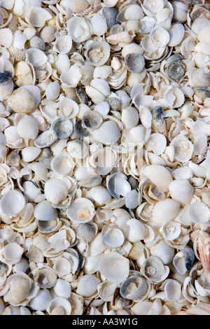 Shell Beach in the Shark Bay Area, Western Australia Stock Photo