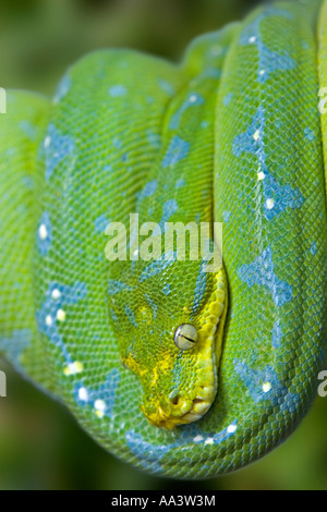 A Green Tree Python ( Morelia Viridis ) Sleeping on a Tree Stock Photo