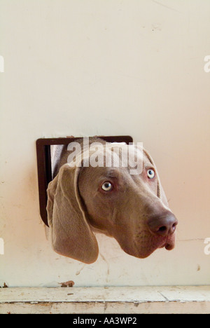 A humorous photo of a Weimaraner dog with his head stuck through the cat flap in a kitchen door Stock Photo